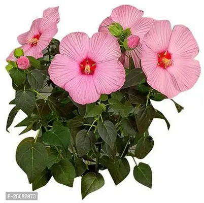 Platone Heart Leaf Oxycardium Plant Gudhal Live Hibiscus Pride of Hankins Bush-thumb0