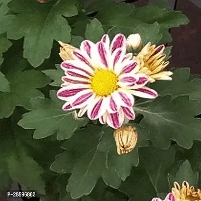 Platone Chrysanthemums Guldavari Plant Shevanti, Chrysanthemum (White, Pink) - Plant