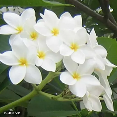 Platone Plumeria Plant Plumeria Flower Plant (p17)-thumb0