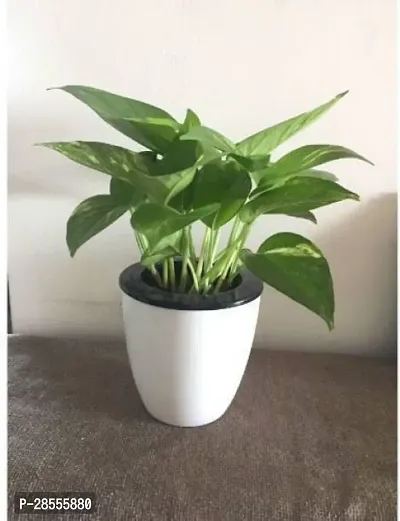 Platone Money Plant Money Plant-8-thumb0