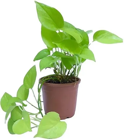 New Arrival Plant & Planters 