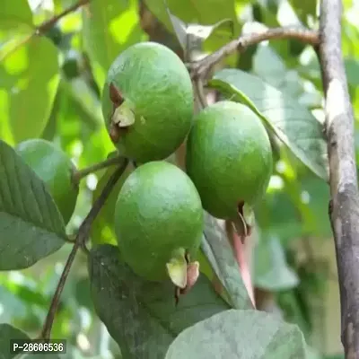 Platone Guava Plant Guava GVOO