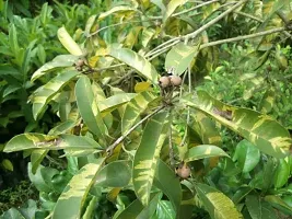 Platone Chiku Plant Vericated ChikuSobada Plant-thumb1