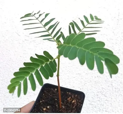 Platone Tamarind Plant TAMARIND PLANT 5