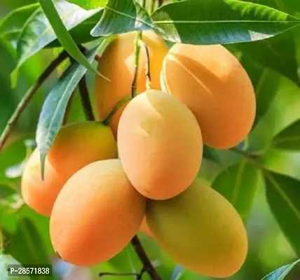 Platone Mango Plant alphonso langda chousa