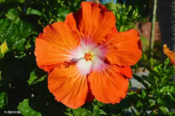 Platone Hibiscus Plant Hibiscus Hybrid Live Flower Plant Disha-90099-thumb0