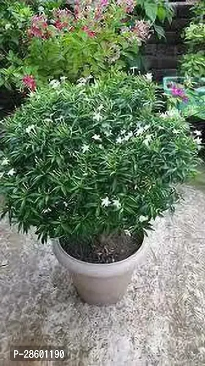 Platone Jasmine Plant JASMINE PLANT XX