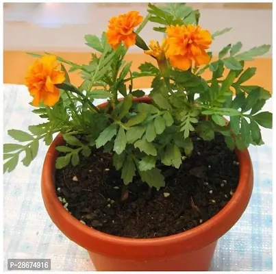 Platone Marigold Plant Marigold Plant18