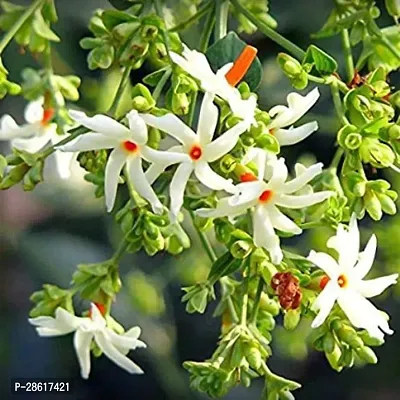 Platone Night Bloom Jasmine Plant Raat ki Rani Night-BloomingJasmine Beautiful Flower Live Plant-thumb0