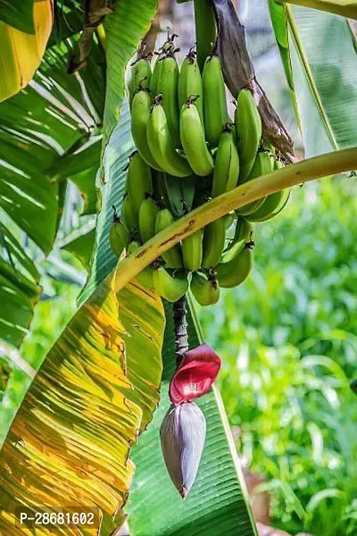 Platone Banana Plant bqq01