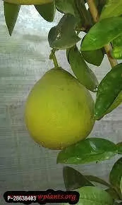 Platone Pomelo Plant POMELO PLANT