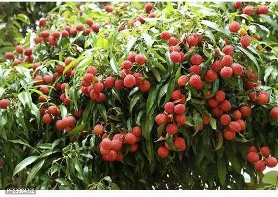 Platone Litchi Plant Litchee plant-thumb0