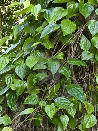 Platone Betel Leaf Plant raBATEL LEAF$85-thumb1