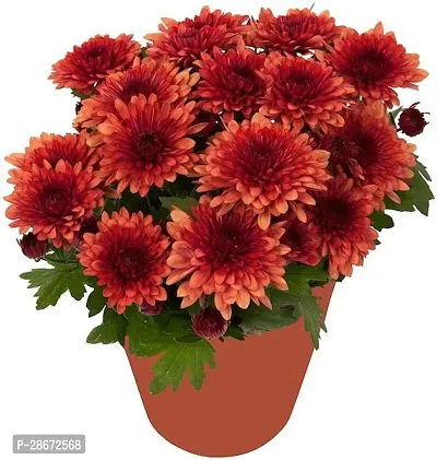 Platone Chrysanthemums Guldavari Plant Chrysanthemum