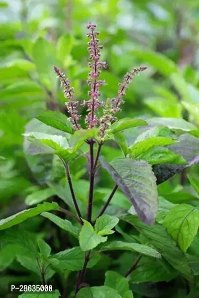 Platone Tulsi Plant Tulsi plant-thumb2