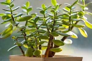 Platone Jade Plant Very Rear NASA Recommended Hybrid Jade Live Plant-thumb1