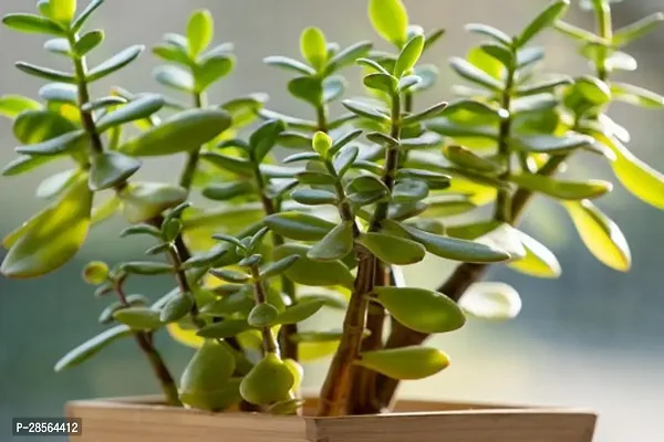 Platone Jade Plant Very Rear NASA Recommended Hybrid Jade Live Plant-thumb2