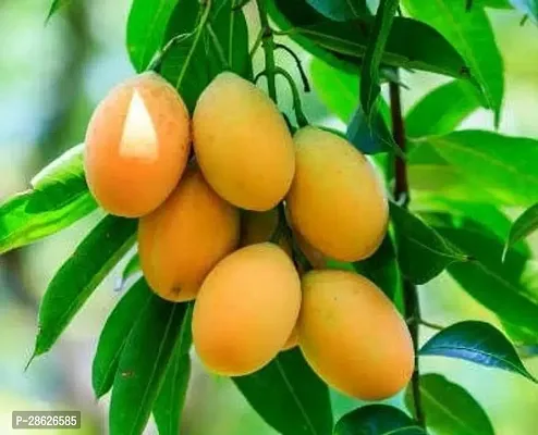 Platone Mango Plant Amrapali 11