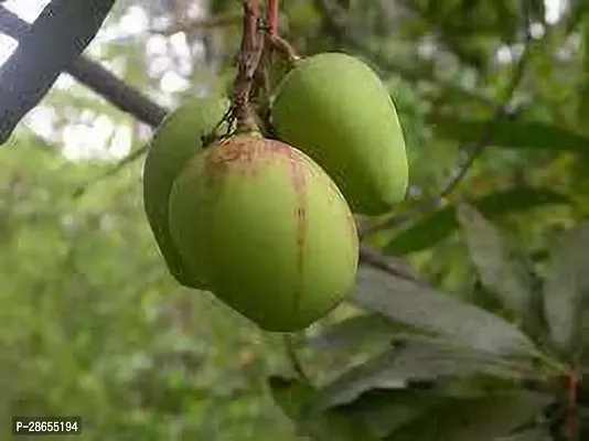 Platone Mango Plant NJFU2G36-thumb0