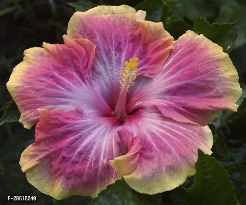 Platone Hibiscus Plant CREATURE-387-thumb0