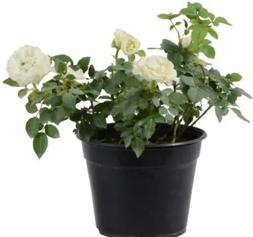 New Arrival Plant & Planters 