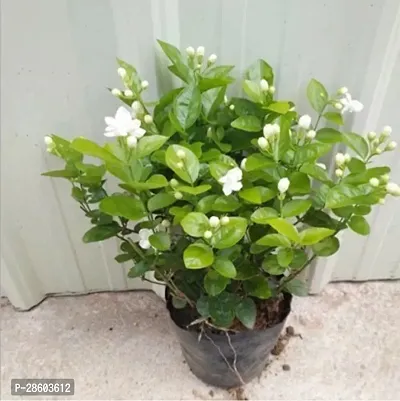 Platone Jasmine Plant Indoor Live Plant With Pot - Jasmine Plant Chameli White Outdoor Live Flowering Plant