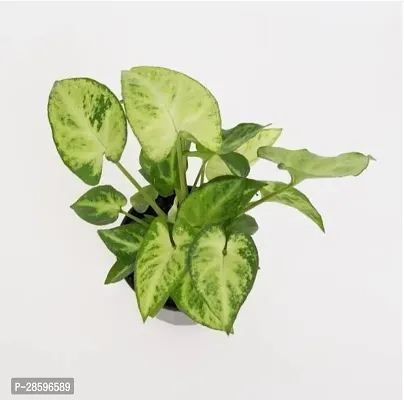 Platone Syngonium Plant Air Purifying Syngonium Plant-thumb2