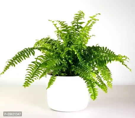 Platone Fern Plant Live Fern Green Air Purifier Decorative Foliage Plant g