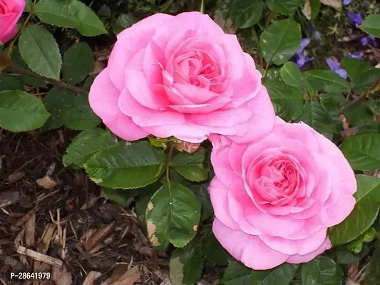 Platone Rose Plant pink rose