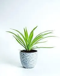 Platone Spider Plant SPIDER PLANT B79-thumb2