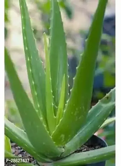 Platone Aloe Vera Plant Aloe ( Pack Of-2)-thumb0