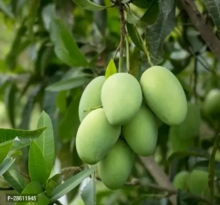 Platone Mango Plant Himsagar Mango Plant-thumb3