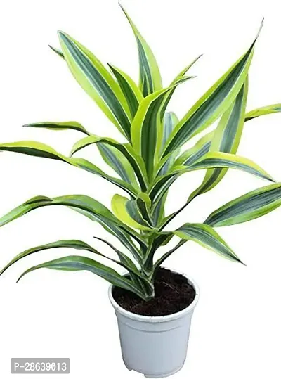 Platone Dracaena Plant PLT-048-thumb0