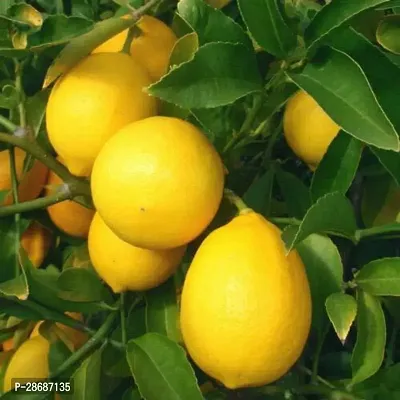 Platone Lemon Plant LEMON PLANT