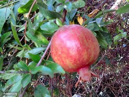 Platone Pomegranate Plant anr105