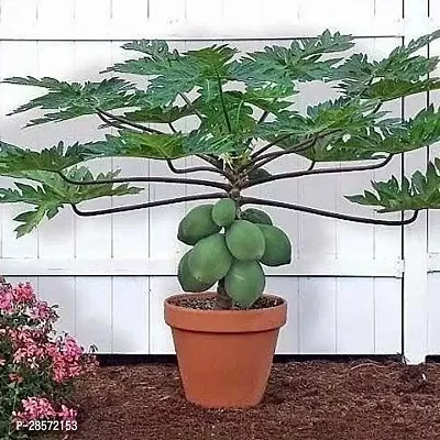 Platone Papaya Plant Papaya Plants (Hybrid)