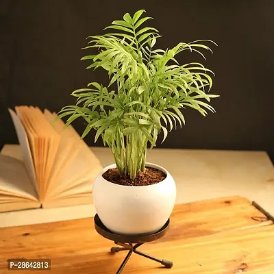 Platone Chamaedorea Plant Decorative Chamandorea palm Plant With Metallic White Vase For Living Room, Balcony, Table Corner, OfficeHome Decoration