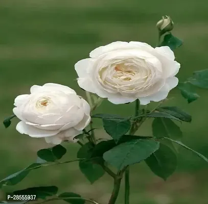 Platone Rose Plant Rose Plant ( Hybrid White Rose Plant )-thumb0