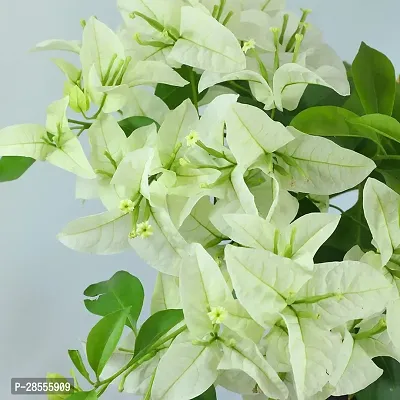 Platone Baugainvillea Plant EVGAIN39