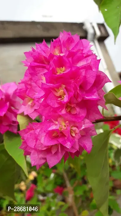 Platone Baugainvillea Plant Bougainvillea Plant CF000174-thumb0