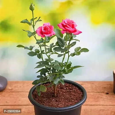 Platone Rose Plant Rose plants live-thumb0