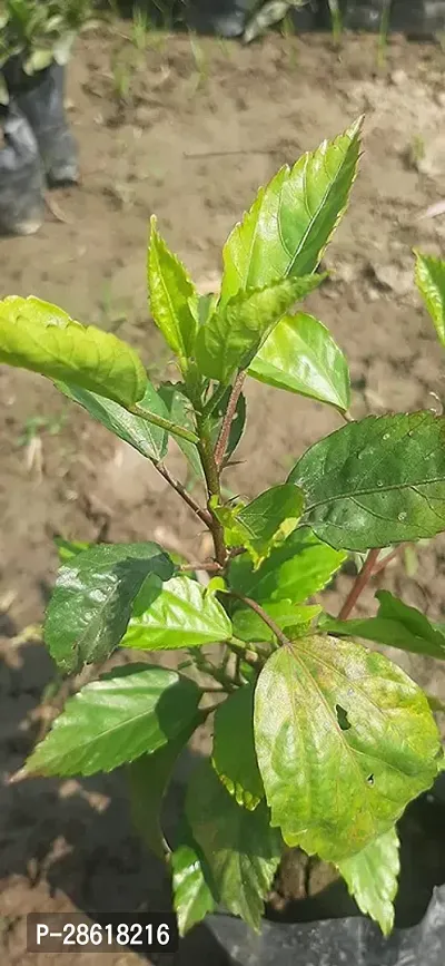 Platone Hibiscus Plant as136-thumb0