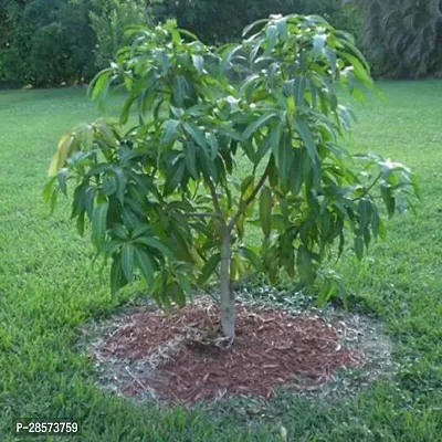 Platone Mango Plant Mankurad Mango Hybrid Plant For Outdoor Garden d-thumb0