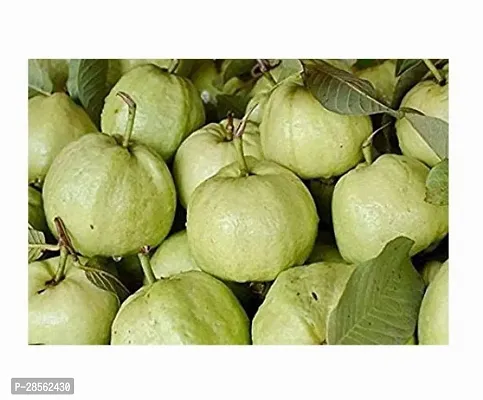 Platone Guava Plant Honey_guavas-thumb0