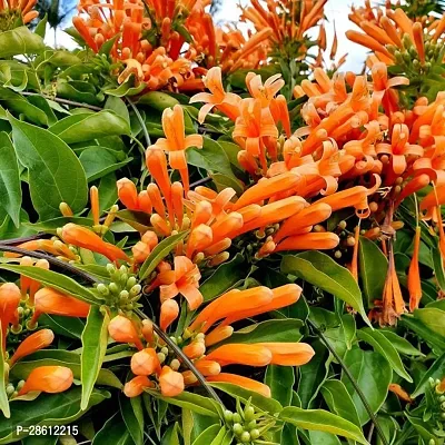 Platone Begonia Vanusta Plant Orange Trumpet Vine Plant