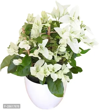 Platone Bougainvillea Plant Bougainvillea plant with pot color white (pack of 1)