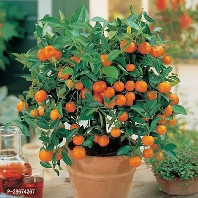 Platone Orange Plant or51