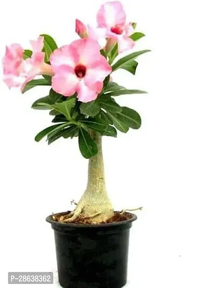 Platone Adenium Plant Adenium Plant, Desert Rose Plant from plants valleys-thumb0