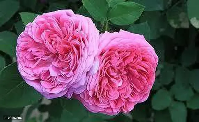 Platone Rose Plant Rose Hybrid Flower Plant-thumb0