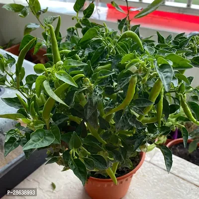 Platone MirchChilli Plant MIRCHICHILLI PLANT